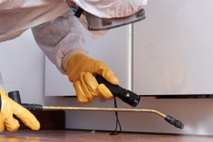 Messie Schädlingsbekämpfung Wittenberg